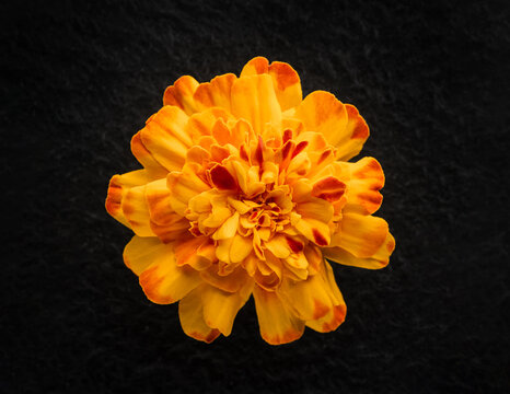 Close-up of flower on black background. Close up.