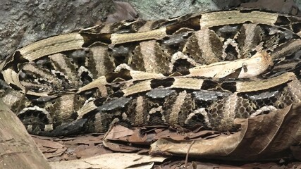 Gaboon viper snake in a natural terrarium. Bitis gabonica species from the African savannas and rainforests of sub-Saharan Africa.