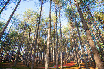 Pine trees forest,nature landscape, autumn season, daylight.