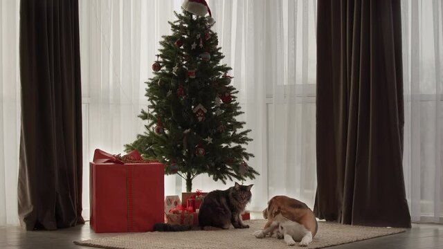 A beautiful cat and a dog lie near the Christmas tree. Lots of gifts. Funny, beautiful. May Kun, and Beagle