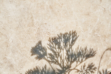 A gray shadow of leaves on a light wall. Abstract neutral background of the concept of nature. Space for text. High quality photo