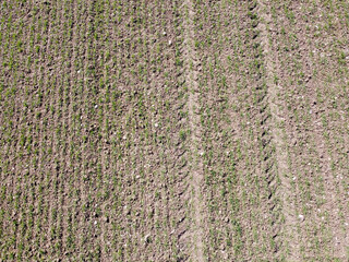 Aerial view of cultivated field