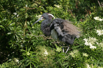 Tricolored Heron - Egretta tricolor - in full breeding coloration and plumage in St Augustine, Florida.