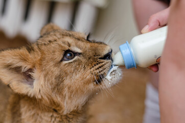 a lion cub drinks milk from a baby bottle