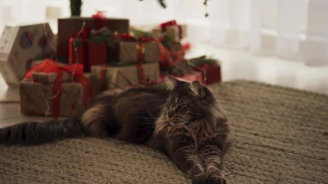 A beautiful cat of Main breed guards gifts near the Christmas tree. New year concept of Christmas holidays. Close-up