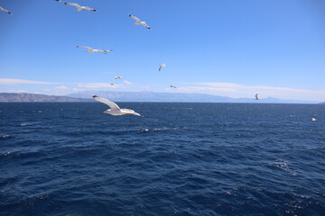 Seagulls on the sea. Seagull birds fly over the blue sea against the background of a bright blue sky on a summer sunny day