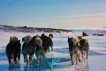 Scenic shot of sled dogs on the snow in Greenland, Ittoqqortoormiit