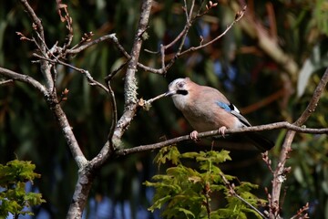 Garrulus glandarius, Eurasian jay, Pega marza, Gaio, Arendajo, Geai des chênes