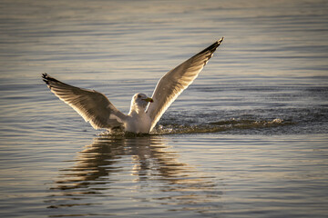Fototapeta Seagull flying and catching its prey on the water obraz