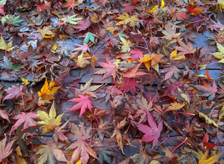 autumnal leaves fall season concept