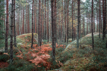 Autumn fern between trunks in the forest in Tiveden National Park in Sweden. © Bastian Linder