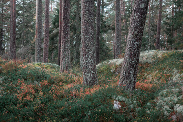 Autumn fern between trunks in the forest in Tiveden National Park in Sweden.