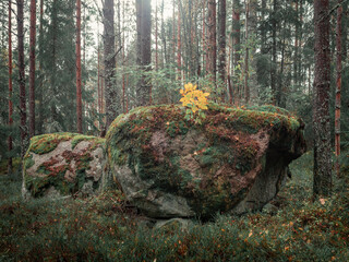 Mossy rock boulder between trunks in the forest in Tiveden National Park in Sweden.