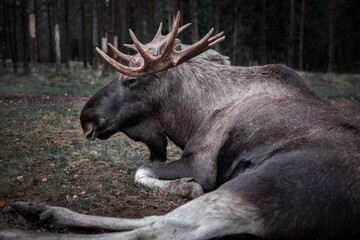 Moose with antlers resting lying on the forest floor in Sweden.