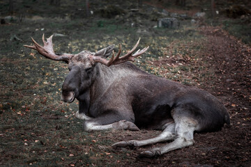 Moose with antlers resting lying on the forest floor in Sweden.