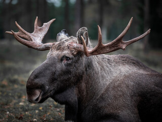 Moose with antlers resting lying on the forest floor in Sweden.