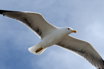 Flying isolated seagull with wide spread wings on blue sky