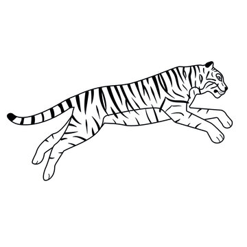 Vector flat hand drawn outline jumping tiger isolated on white background