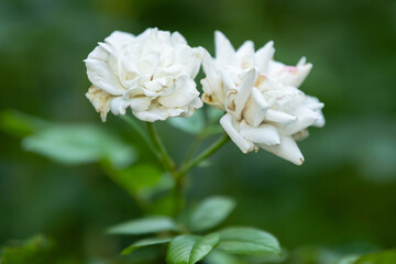 Obraz na płótnie Canvas white roses in macro photography