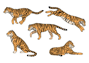 Vector set of hand drawn doodle sketch colored tigers isolated on white background