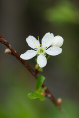 The blackthorn (lat. Prunus spinosa), of the family Rosaceae.