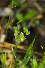 Androsace maxima, of the family Primulaceae.