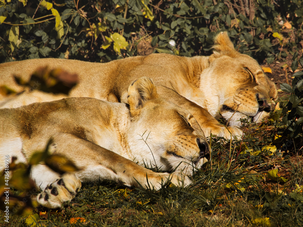 Sticker closeup shot of sleeping lions in the kansas city zoo. missouri, usa