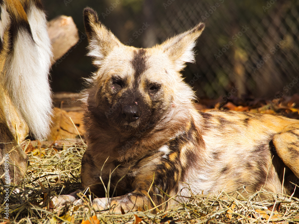 Sticker Closeup shot of an African Painted Dog lying on grass. Kansas City Zoo. Missouri, USA