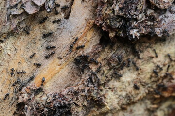 march of the ants