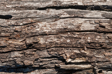 textures of stones, rocks, wood, and logs with various colors and shapes texture and volume ideal for backgrounds