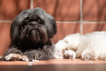 Closeup shot of a black Shih Tzu dog and a white poodle lying on a brown surface