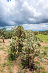 Closeup of several thorny jumping cholla cacti under blue sky with clouds