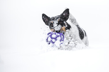 cute small dog runs fast over a meadow in the snowy winter playing and holding a grid ball in its...