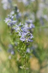 Veronica spuria, of the family Plantaginaceae. Central Russia.
