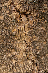 textures of stones, rocks, wood, and logs with various colors and shapes texture and volume ideal for backgrounds