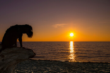 Old dog contemplating the sunset, life cycle completion concept, the day is coming to an end, life is coming to an end