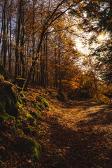 Autumn forest pathway leaves