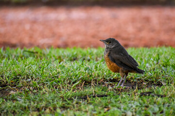 rufous-bellied thrush (Turdus rufiventris)