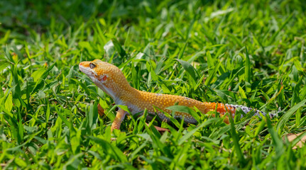 Common leopard gecko on the ground