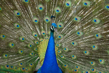 Obraz premium Indian peafowl (Pavo cristatus)
