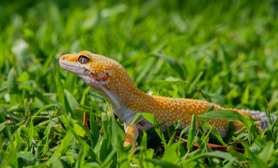 Common leopard gecko on the ground