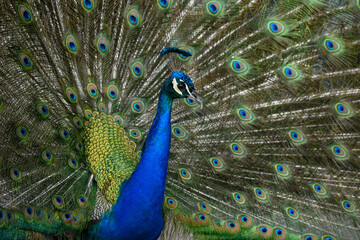 Obraz premium Indian peafowl (Pavo cristatus)