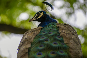 Obraz premium Indian peafowl (Pavo cristatus)