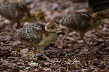 chicks of Indian peafowl (Pavo cristatus)