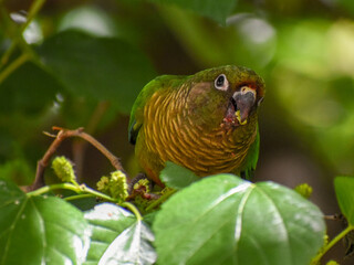 maroon-bellied parakeet (Pyrrhura frontalis) feeding in a morus tree in the wild
