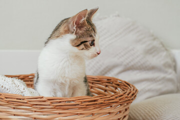 Fototapeta na wymiar White with gray stripes cat 3-4 months sits in wicker basket and looks away in surprise. Interested non-breed kitten
