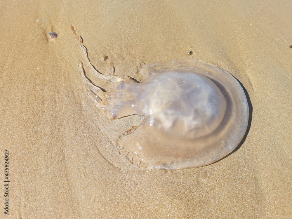 Sticker Top view of a jellyfish on the sand under sunlight