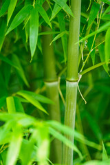 Green bamboo with stem outdoors.