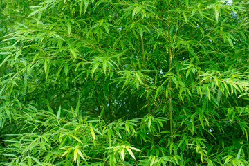 Green bamboo with stem outdoors.