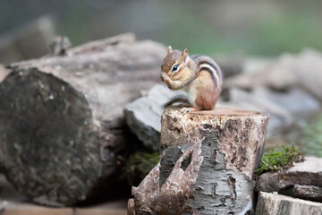 Chipmunk grooming